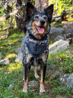Pattern Pet Bandana in Navy