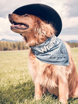 Paisley dog bandana hotsell