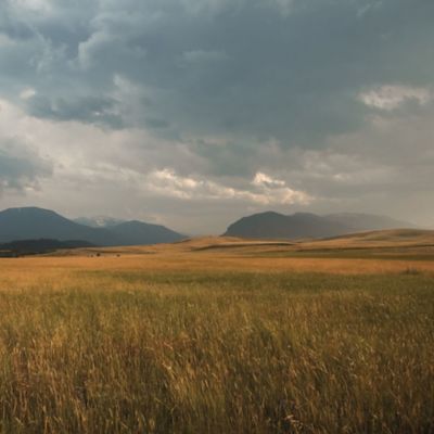 Open Meadow